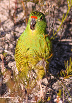 An adult Western Ground Parrot photographed in Fitzgerald River National Park, Western Australia
Photo by Brent Barrett, WA Department of Environment and Conservation