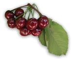 Cherries bred by Dr Andrew Granger at SARDI