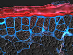 A section of a mature barley grain stained with calcofluor (fluorescent dye) to highlight the endosperm cell walls (blue) and seed coat (red)
Image by Dr Matthew Tucker