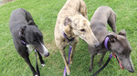 The first three greyhounds adopted by the Companion Animal Health Centre (from left): Harry, Barrett and Lilly
Photo by Heidi Symons