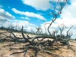 The environment is an integral part of three of the four new Science degrees