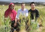 University of Adelaide senior research fellow 
Dr Matthew Gilliham (centre) flanked by research 
assistant Asmini Athman and PhD student Bo Xu.
Photo courtesy of the <i>Stock Journal</i>.