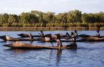 A scene from Ten Canoes
Photo courtesy of Palace Films