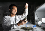 Molecular and biomedical Science student Zhipeng Qu with Chinese herbs at the University of Adelaide.
Photo by Tricia Watkinson, The Advertiser.