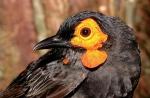 A new species of Smoky honeyeater, discovered on the expedition
Photos by Bruce Beehler and Stephen Richards, courtesy of Conservation International