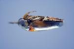 Backswimmer <i>Anisops deanei</i>