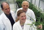 Professor Geoff Fincher, Dr Rachel Burton and Emeritus Professor Bruce Stone, with a barley plant
Photo by Cobi Smith