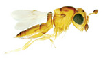 <i>Ceratobaeus</i> sp. (Scelionidae), actual size 1.8mm
Photo by Dr Claire Stephens