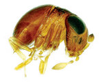 <i>Baeus</i> sp. (Scelionidae), actual size 0.8mm
Photo by Dr Claire Stephens