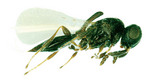 <i>Inostemma</i> sp. (Platygastridae), actual size 1mm
Photo by Dr Claire Stephens