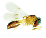 <i>Odontacolus</i> sp. (Scelionidae), actual size 1.2mm
Photos by Dr Claire Stephens