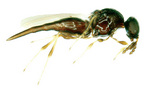 <i>Synopeas</i> sp. (Platygastridae), actual size 1.5mm
Photo by Dr Claire Stephens