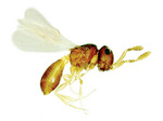 <i>Trimorus</i> sp. (Scelionidae), actual size 0.8mm
Photo by Dr Claire Stephens