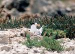 The impact of ecological changes on bird life will be a focus of the new Coorong research
Photo by Lydia Paton