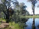 Pilby Creek on the Chowilla floodplain
Photos courtesy of Anne Jensen