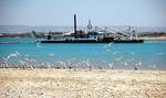 A flock of Crested Terns in front of the dredge, working to keep the Murray Mouth open during the period of low flow
Photo by Keith Walker