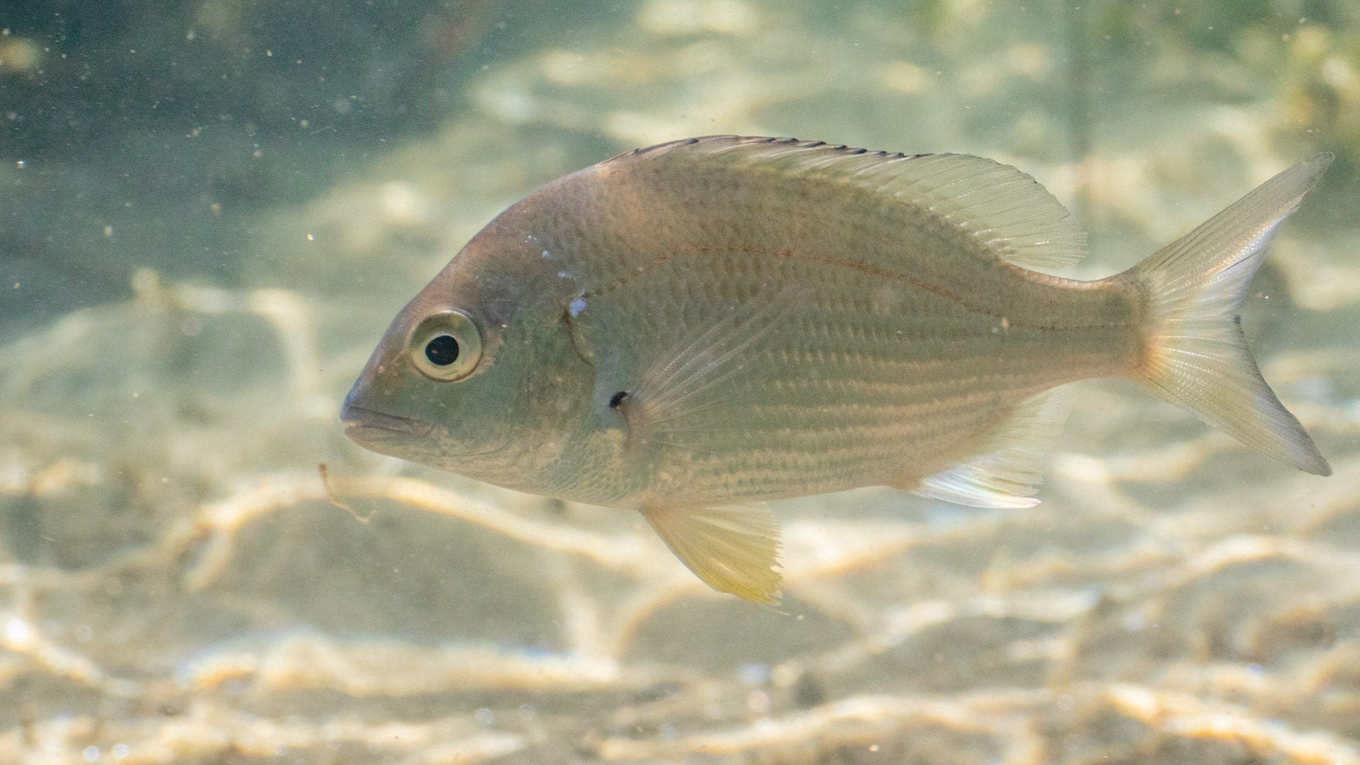 A yellowfin bream