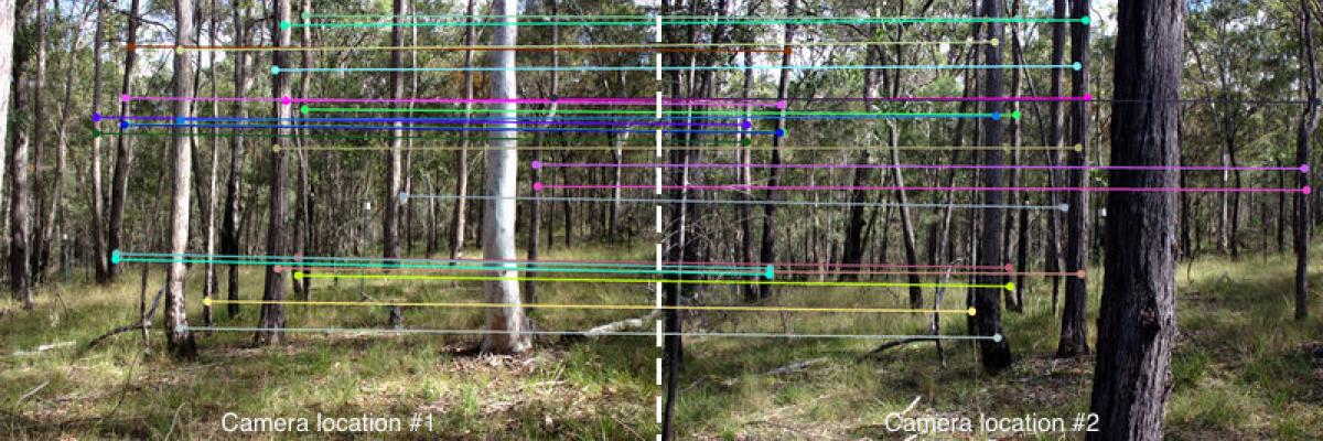 Biomass estimation using photography