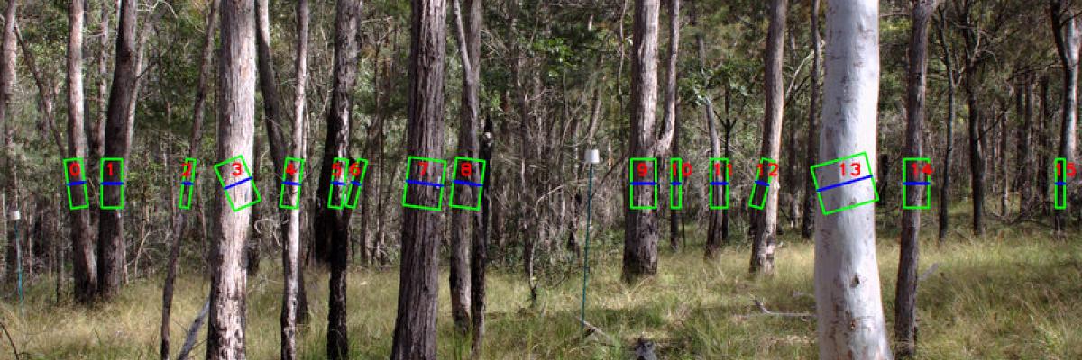 Measure diameter of trees
