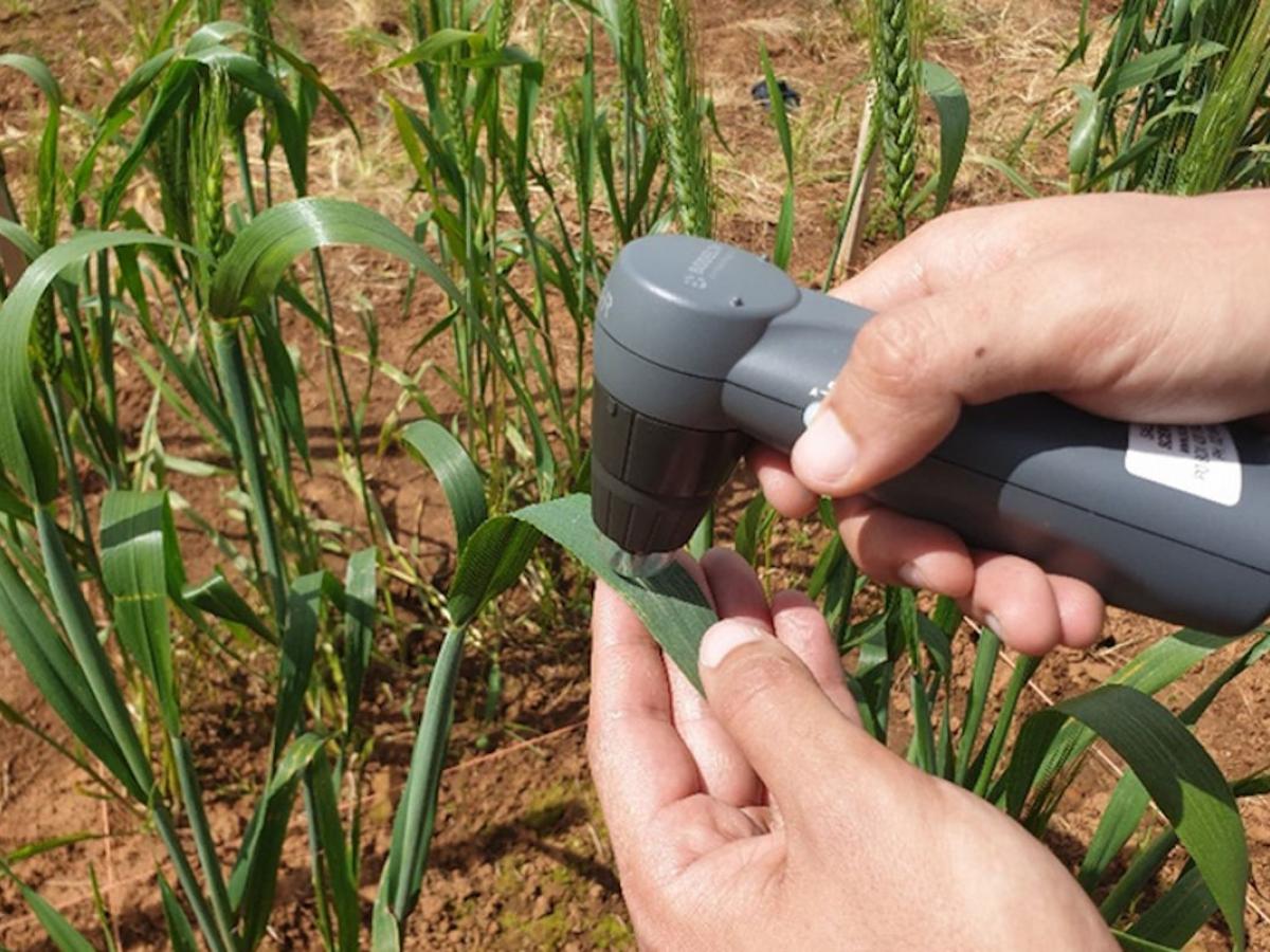 person using portable microscope on a plant leaf