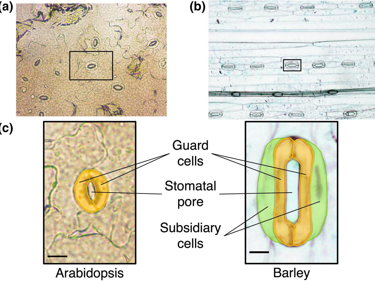 scientific illustration of stomatal pores on Arabidopsis and barley plant leaves