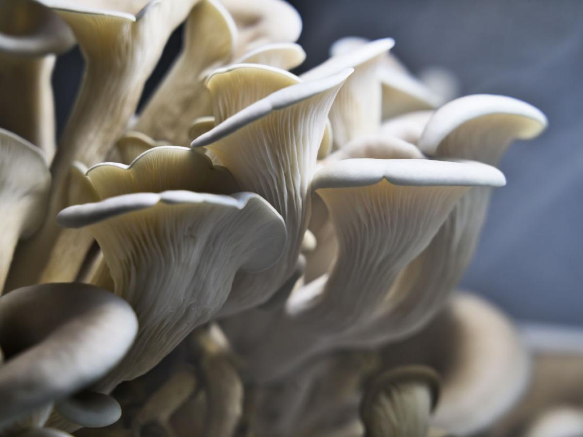 bunch of oyster mushrooms