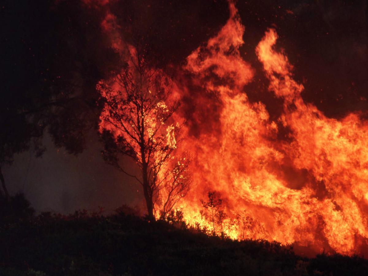 small tree burning in a bush fire, with dark smoke in background