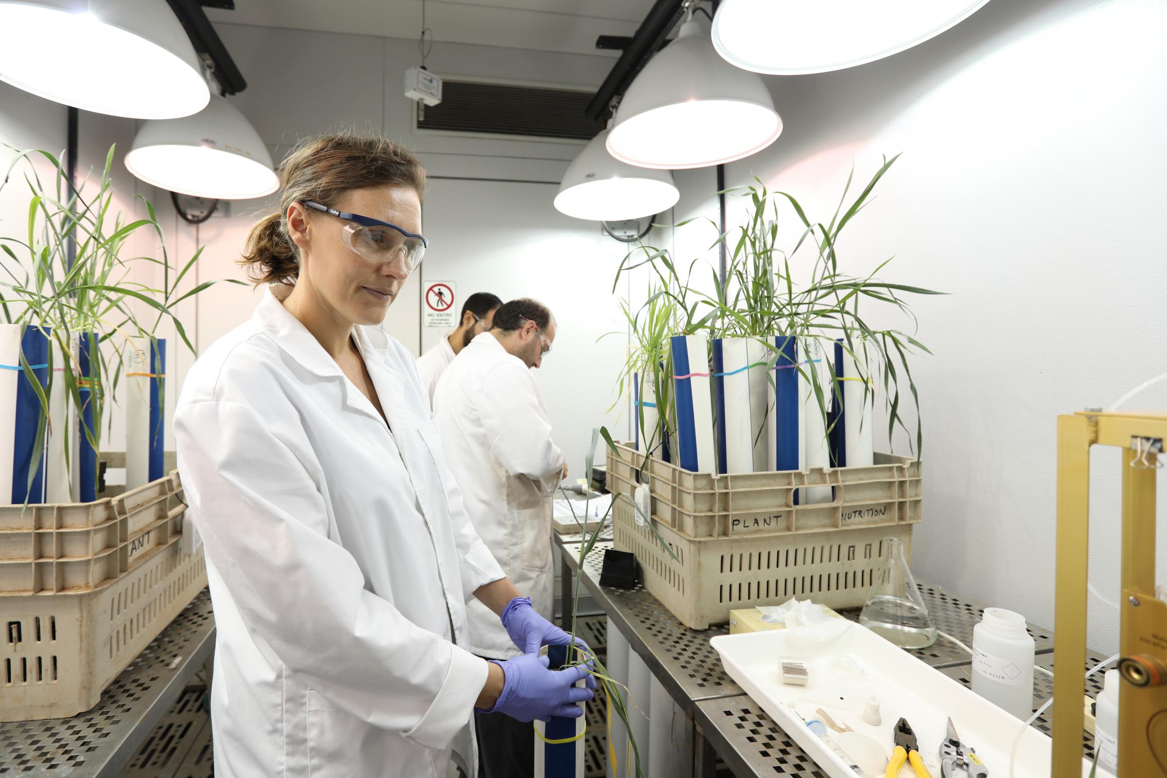 Dr Caitlin Byrt working in her lab