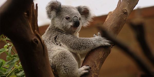 Koala