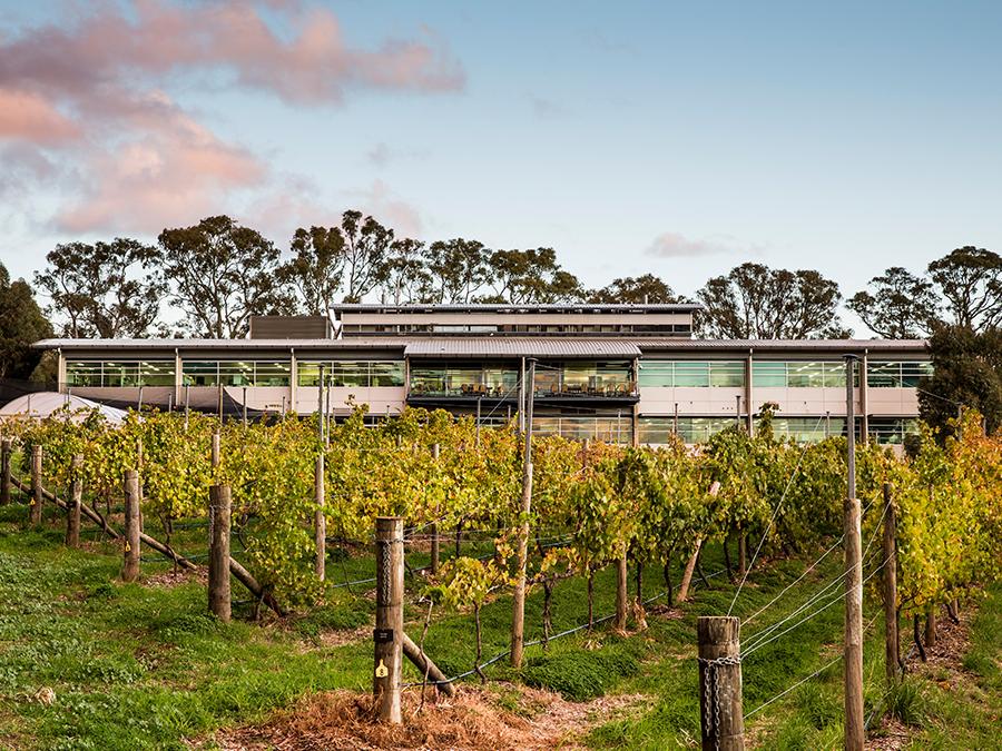 vineyards at waite