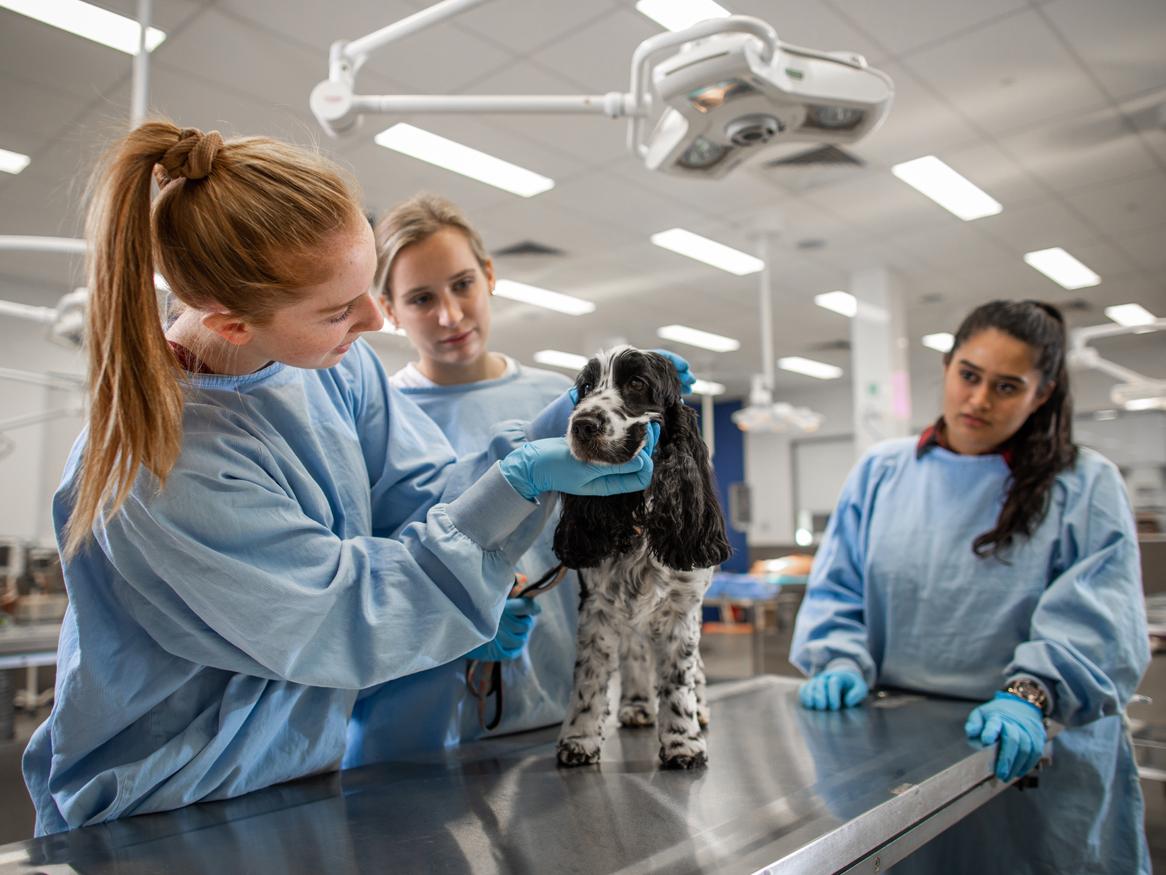 Vets examining a dog