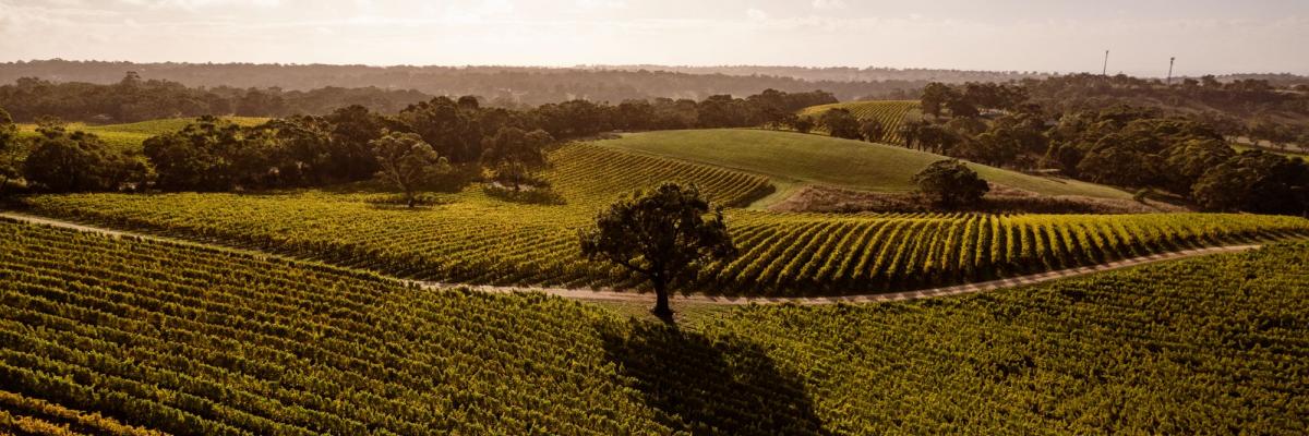 A drone photo of Longview Vineyard at sunset
