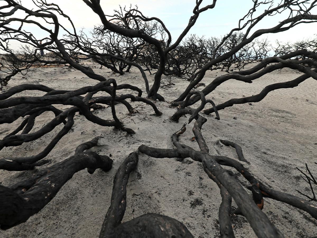 Bushfire Impact Kangaroo Island - Tom Hunt 