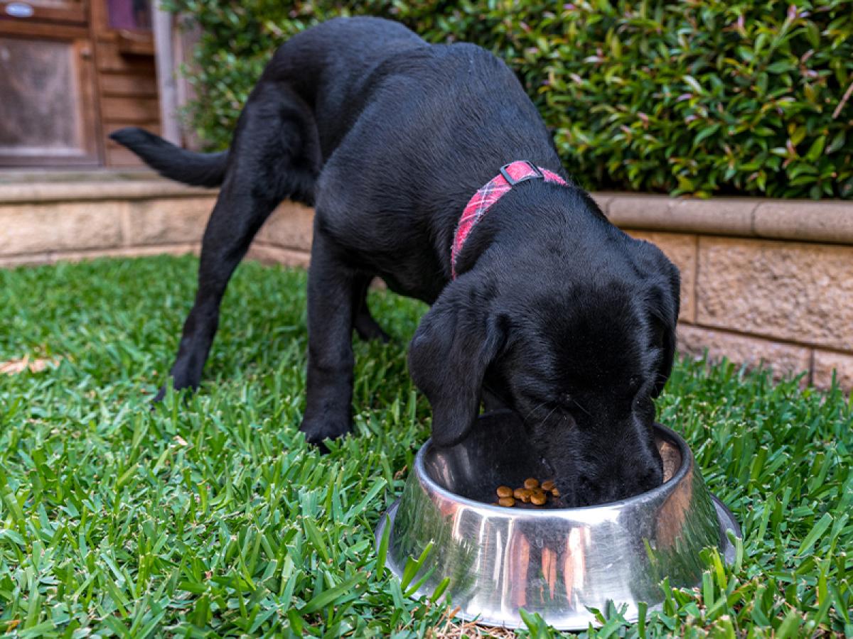Ziggy eating