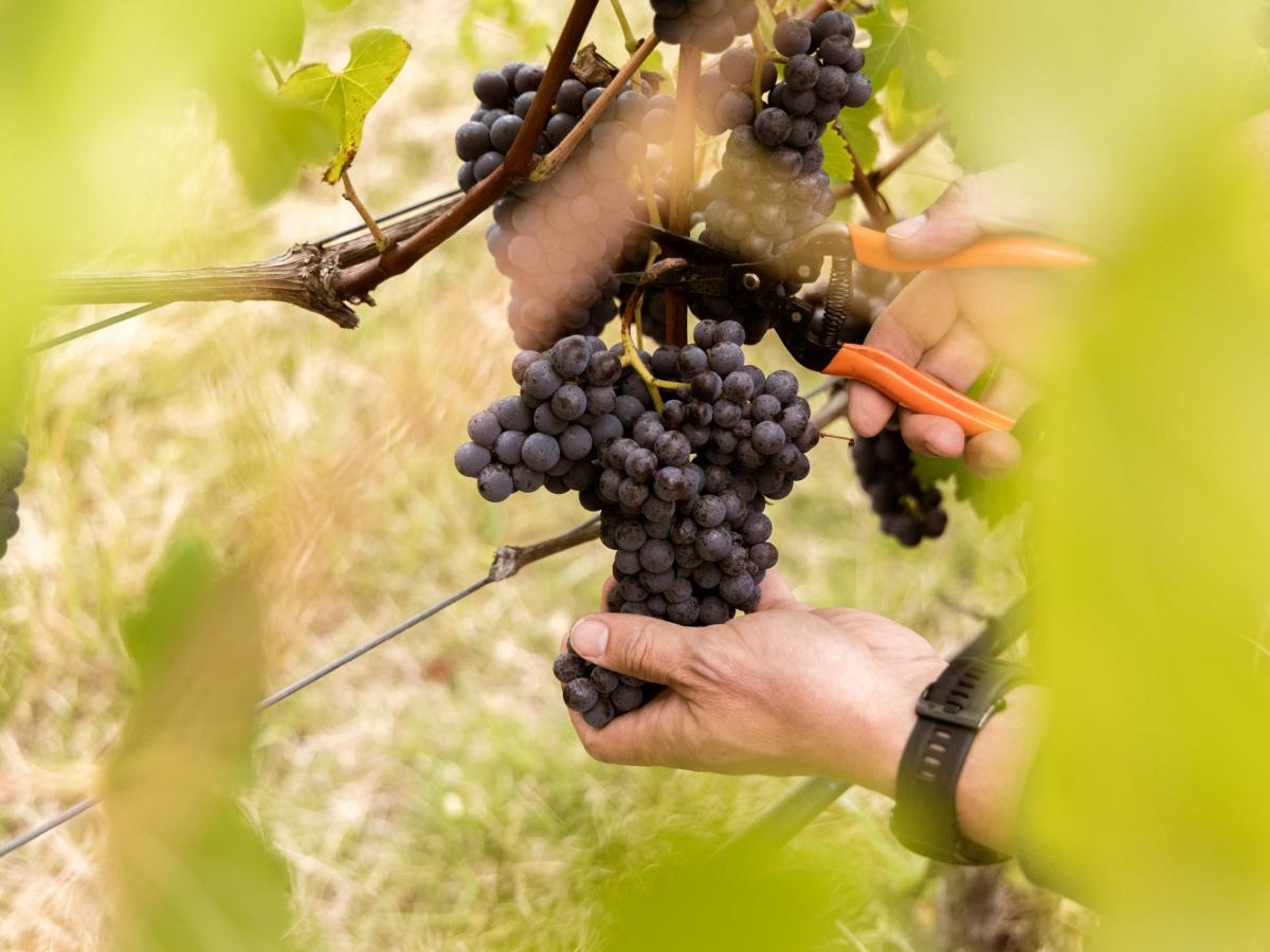 Someone hand picks grapes at Longview Vineyard