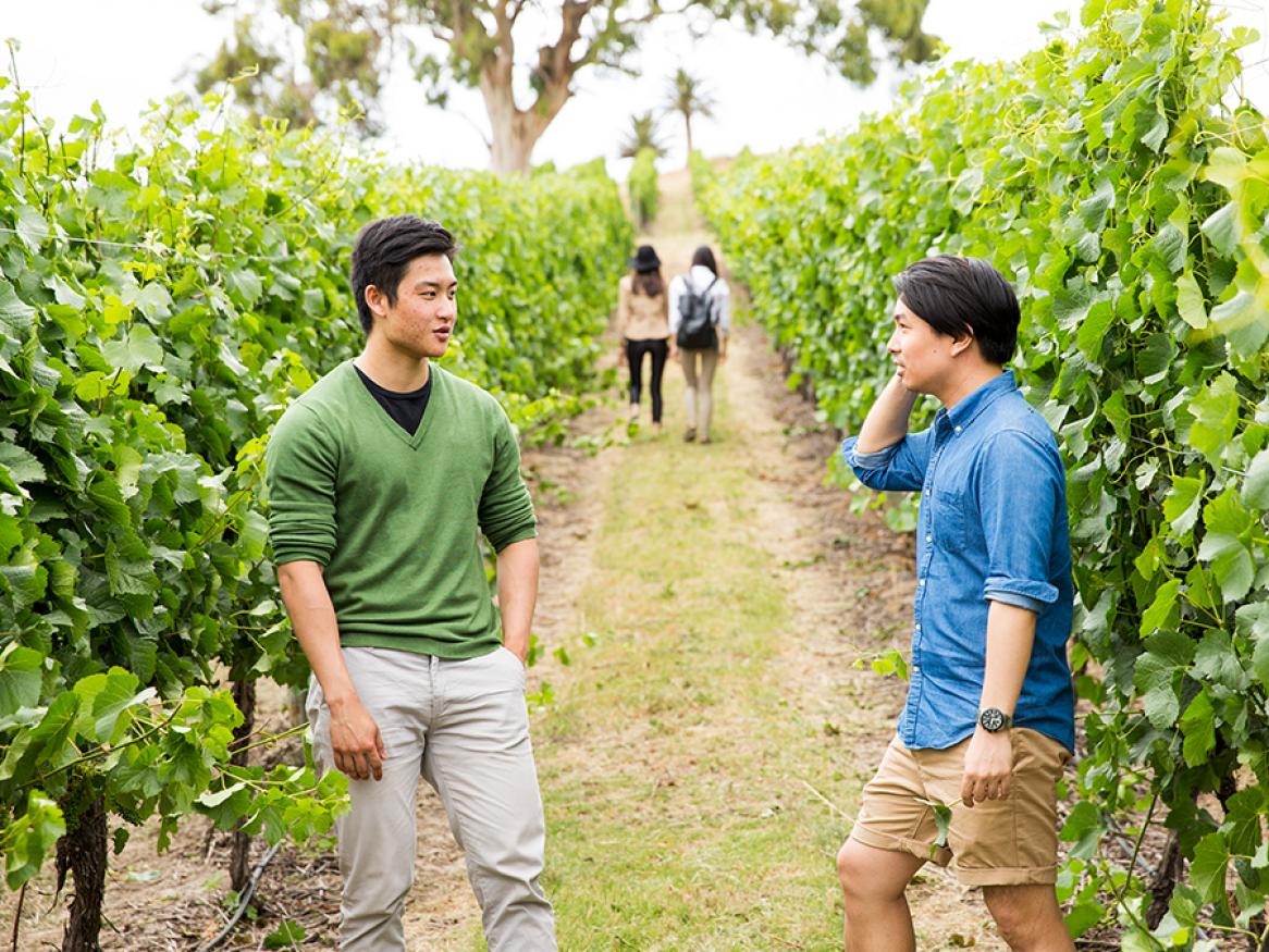 Two men talking in a vineyard