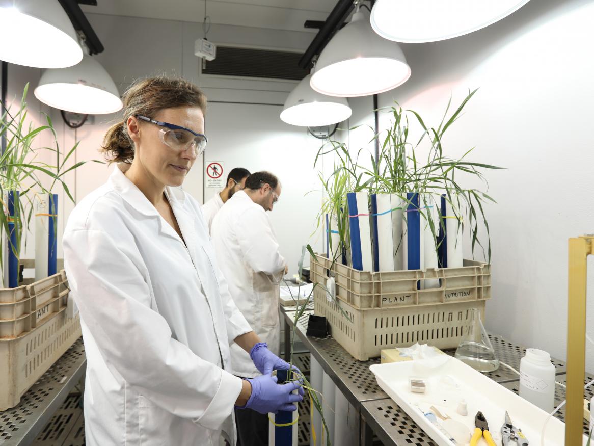 Dr Caitlin Byrt working in her lab