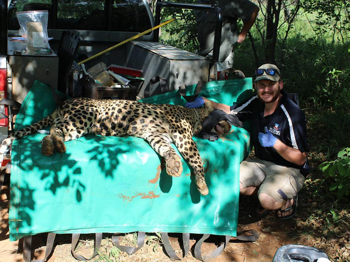 Person with leopard