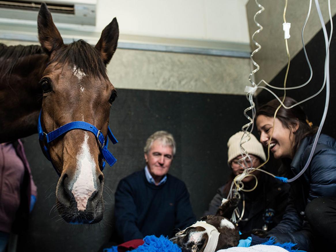 Vets with horses