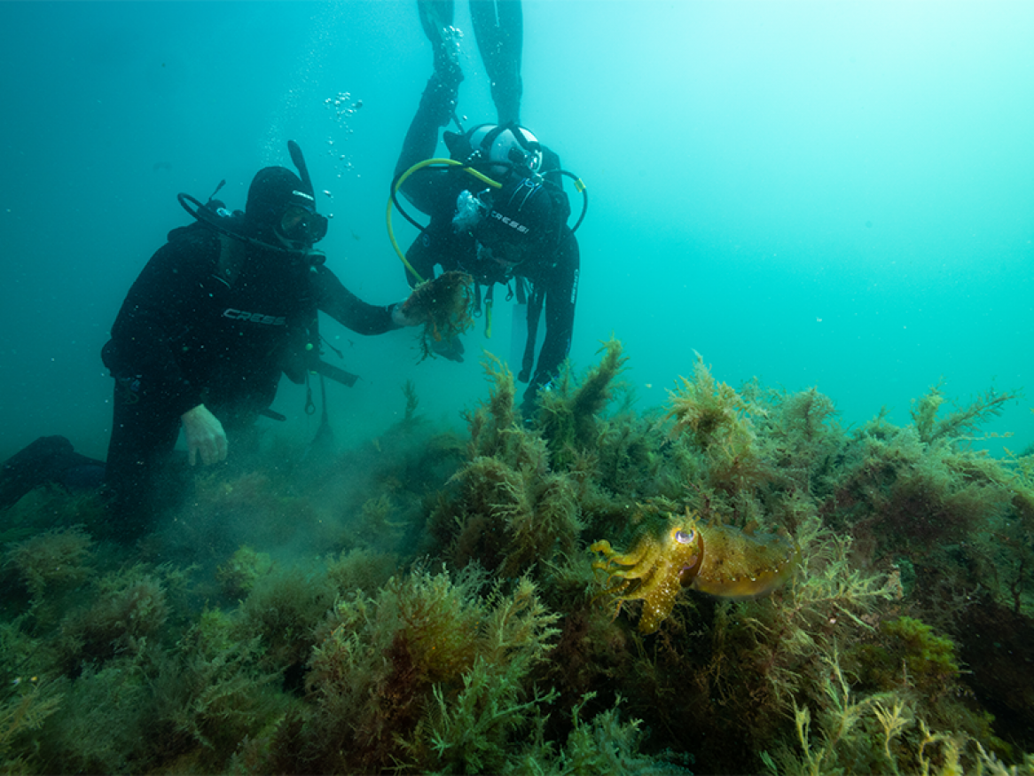 Native oyster reef renewal