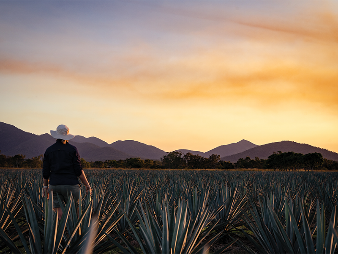 Making spirits from agave