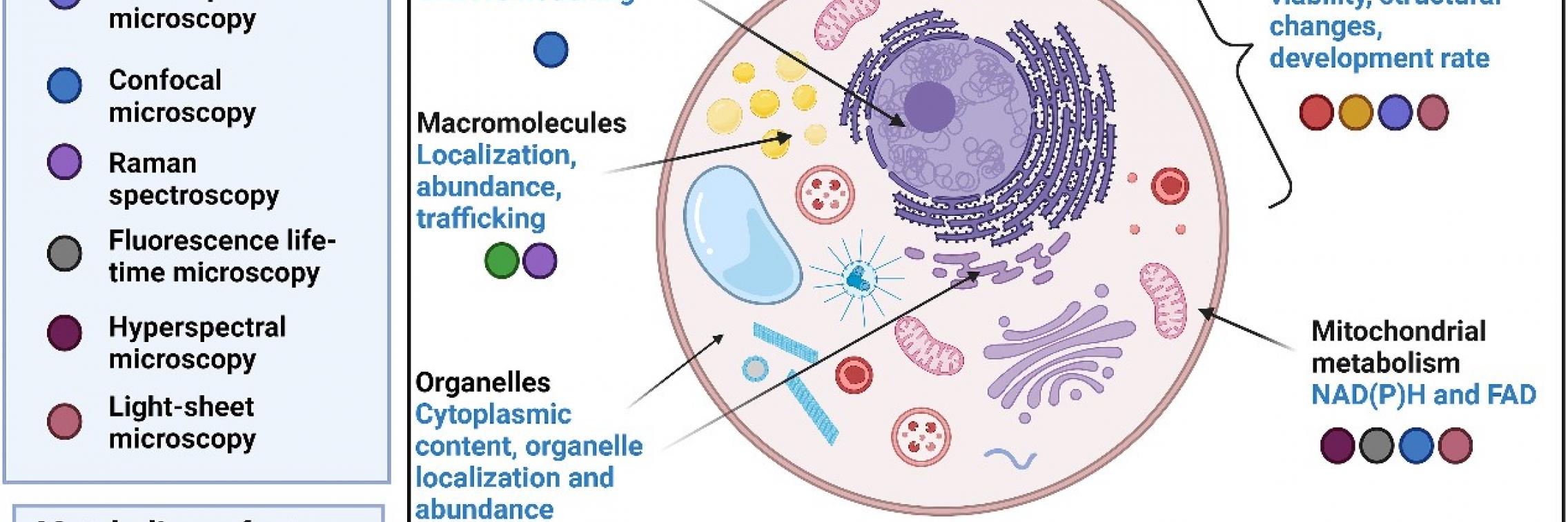 Graphical abstract showing overview of the review