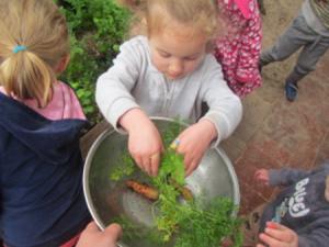 From Garden to Cake