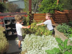 Harvesting ingredients for pizza