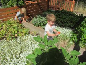 Harvesting ingredients for pizza