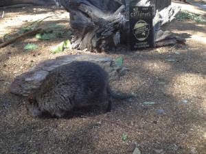 Did you know the Adelaide Zoo is a Learning Destination?