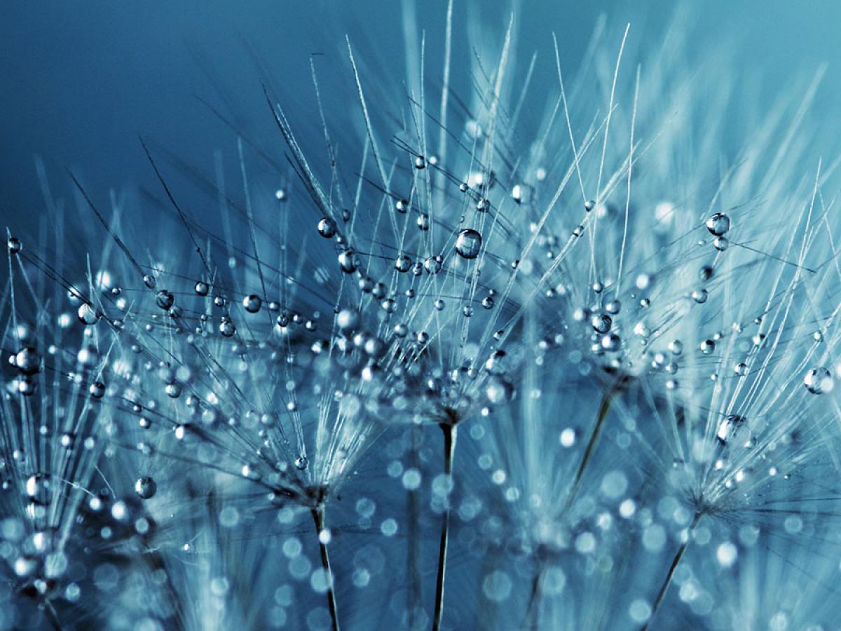 dandelion image