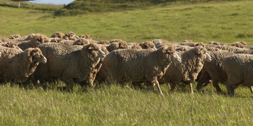 Sheep