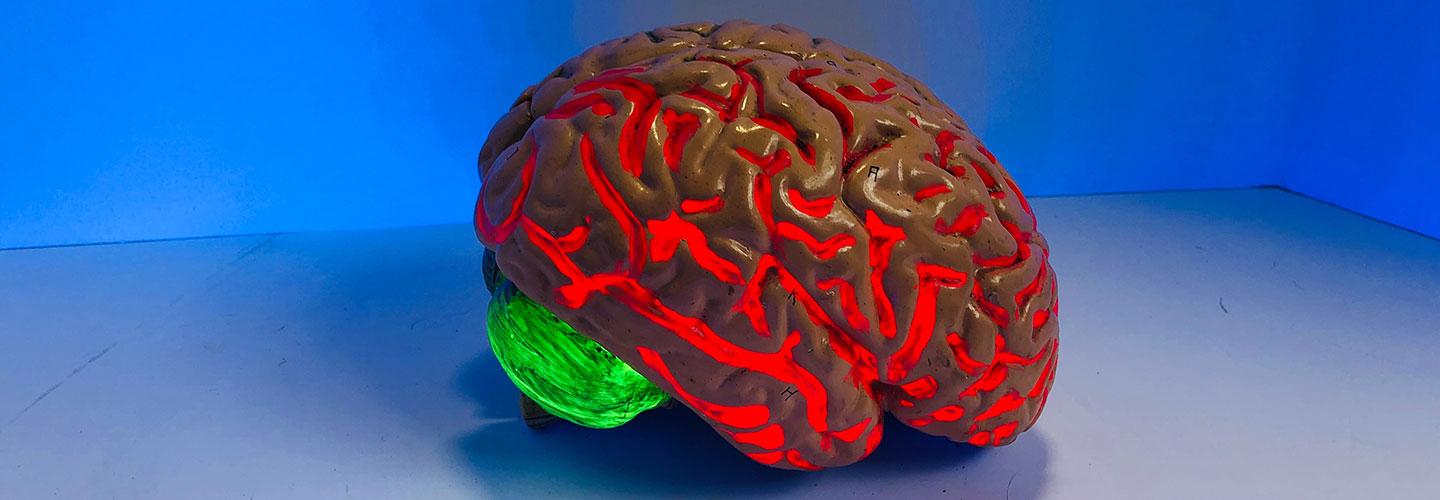 Brain