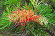 Adaptive Evolution of Australian Flora